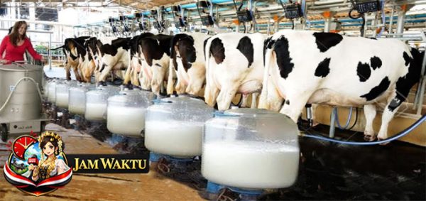 Building a Business on Livestock in Nigeria