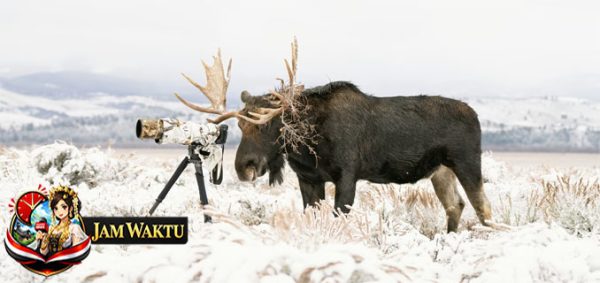 Winners of the 2026 World Nature Photography Awards